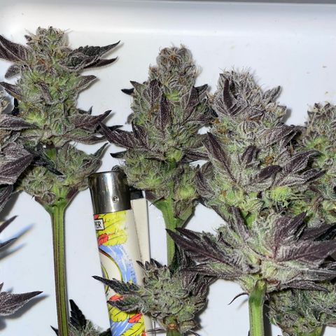 Cereal Milk #3 by KilliczGe growlog timeline photo