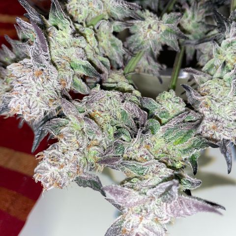 Cereal Milk #3 by KilliczGe growlog timeline photo