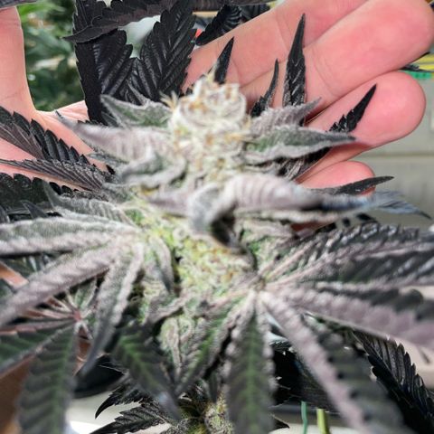 Cereal Milk #3 by KilliczGe growlog timeline photo