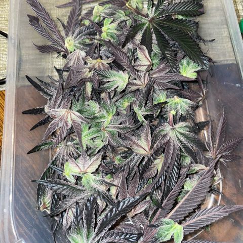 Cereal Milk #3 by KilliczGe growlog timeline photo