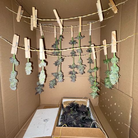 Cereal Milk #3 by KilliczGe growlog timeline photo