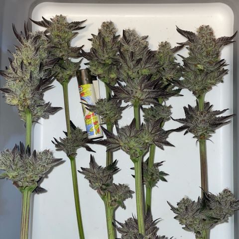 Cereal Milk #3 by KilliczGe growlog timeline photo