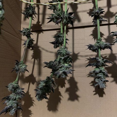 Cereal Milk #3 by KilliczGe growlog timeline photo