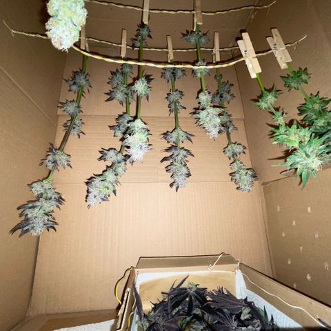 Cereal Milk #3 by KilliczGe growlog timeline photo