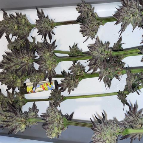 Cereal Milk #3 by KilliczGe growlog timeline photo