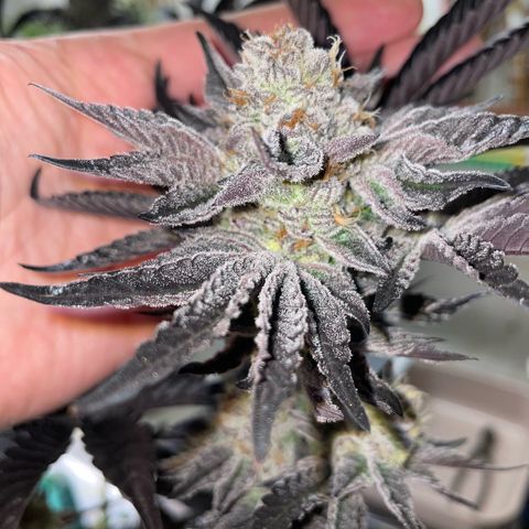 Cereal Milk #3 by KilliczGe growlog timeline photo