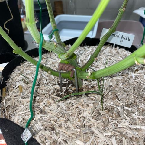 Cereal Milk #3 by KilliczGe growlog timeline photo