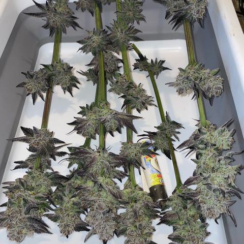 Cereal Milk #3 by KilliczGe growlog timeline photo