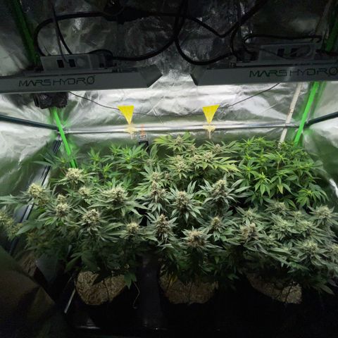 Purple Zkittlez #2 by KilliczGe growlog timeline photo