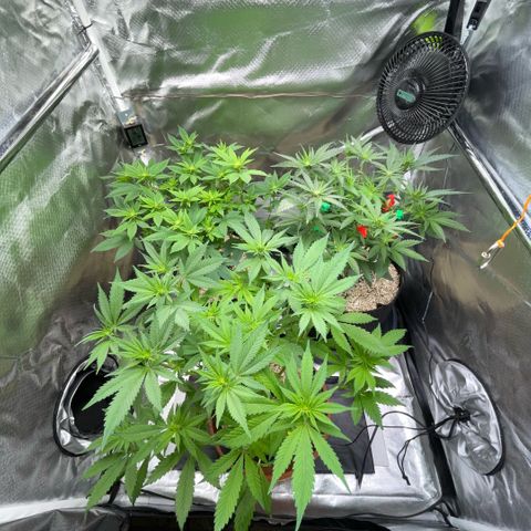 Dante’s Inferno - Mile High Dave by KilliczGe growlog timeline photo