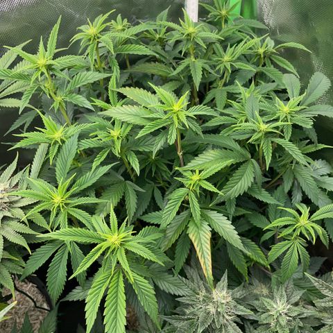 Tangerine Dream Clon #1 by KilliczGe growlog timeline photo