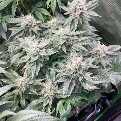 Big Bud by KilliczGe growlog timeline photo