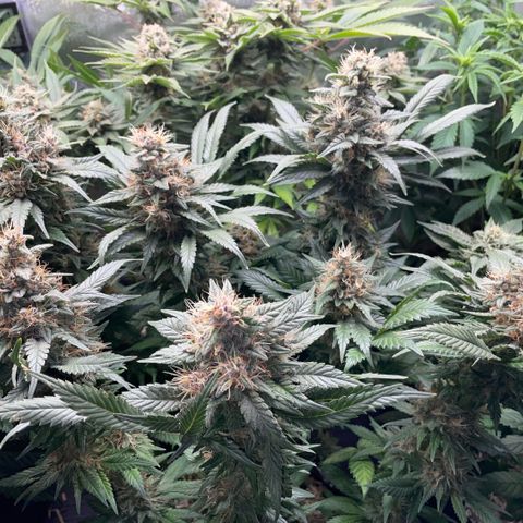 Permanent Marker by KilliczGe growlog timeline photo