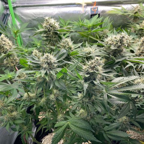 Purple Zkittlez #2 by KilliczGe growlog timeline photo