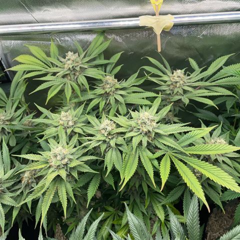 Purple Zkittlez #1 by KilliczGe growlog timeline photo