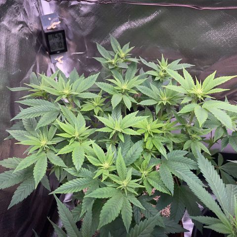 Big Bud 1 Klon 1 by KilliczGe growlog timeline photo