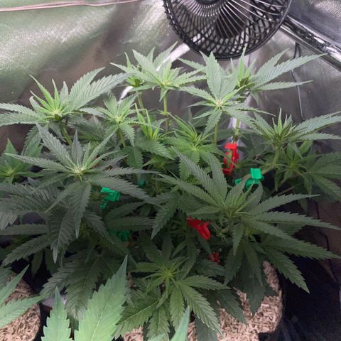 Dante’s Inferno - Mile High Dave by KilliczGe growlog timeline photo