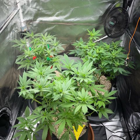 Dante’s Inferno - Mile High Dave by KilliczGe growlog timeline photo