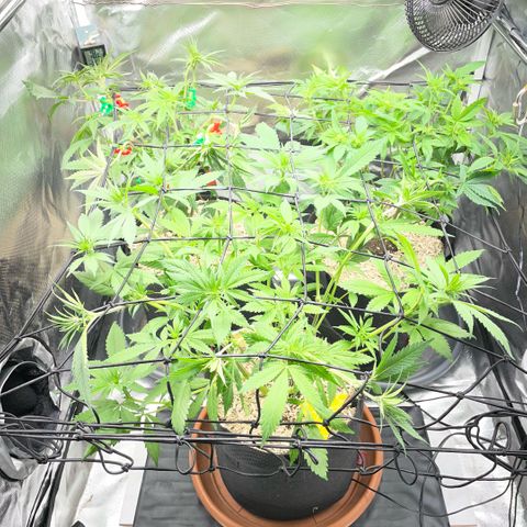 Dante’s Inferno - Mile High Dave by KilliczGe growlog timeline photo