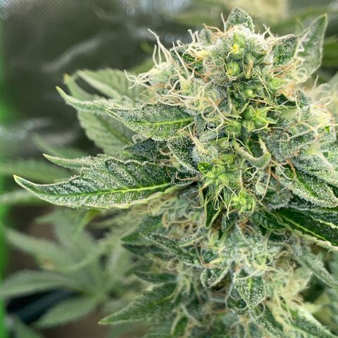 Purple Zkittlez #2 by KilliczGe growlog timeline photo