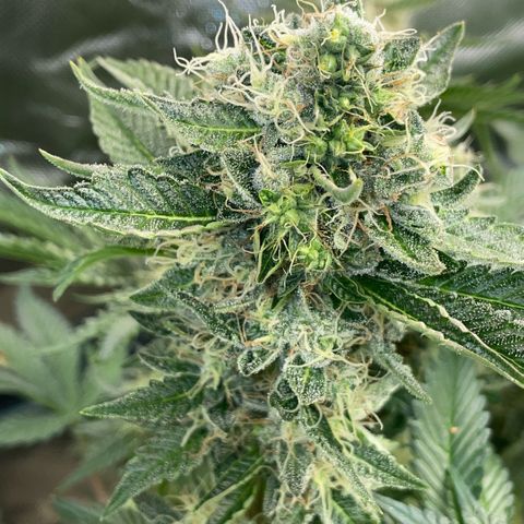 Purple Zkittlez #2 by KilliczGe growlog timeline photo