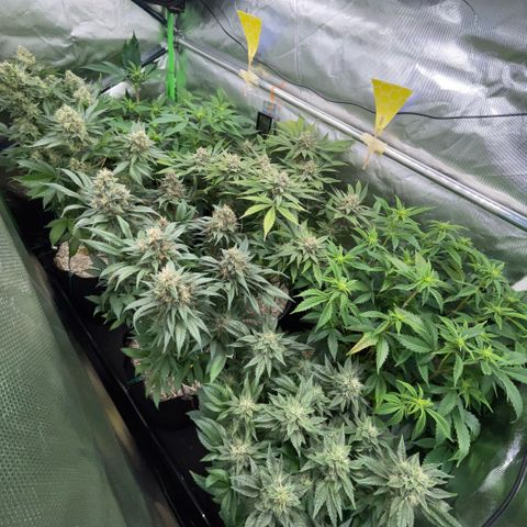 Purple Zkittlez #2 by KilliczGe growlog timeline photo