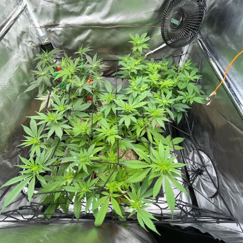 Dante’s Inferno - Mile High Dave by KilliczGe growlog timeline photo