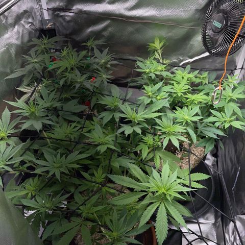 Dante’s Inferno - Mile High Dave by KilliczGe growlog timeline photo