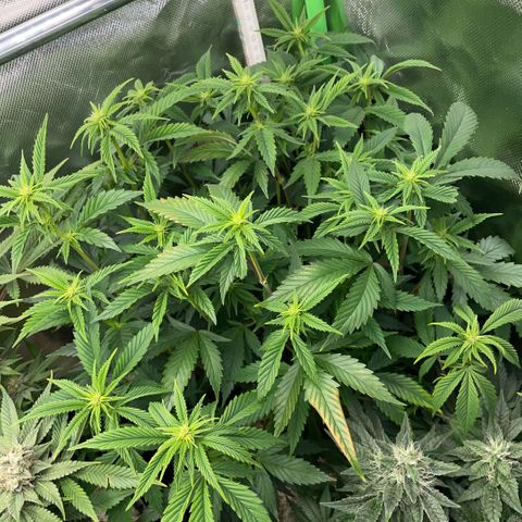 Tangerine Dream Clon #1 by KilliczGe growlog timeline photo