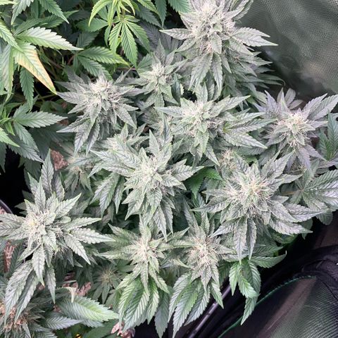 Big Bud by KilliczGe growlog timeline photo