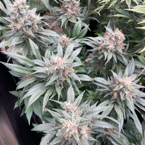 Permanent Marker by KilliczGe growlog timeline photo