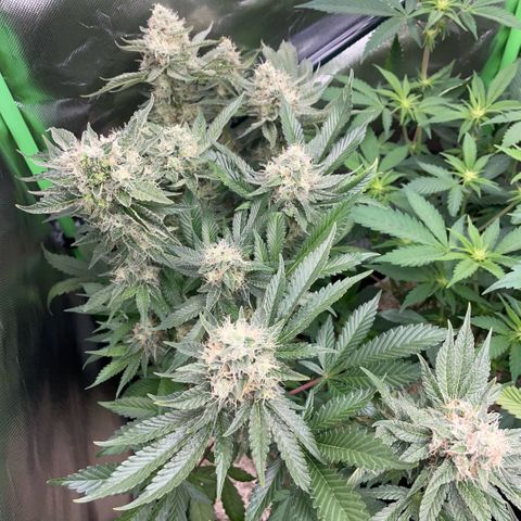 Purple Zkittlez #2 by KilliczGe growlog timeline photo