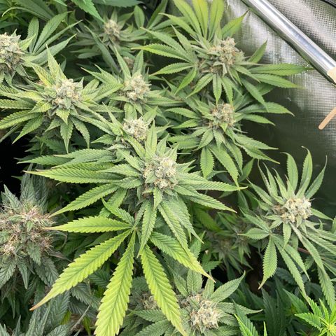 Purple Zkittlez #1 by KilliczGe growlog timeline photo
