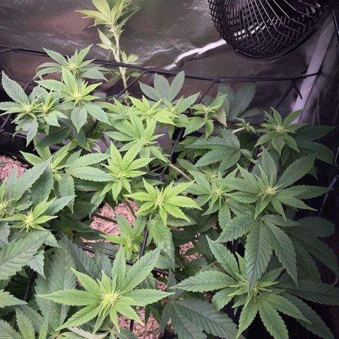 Big Bud 1 Klon 1 by KilliczGe growlog timeline photo