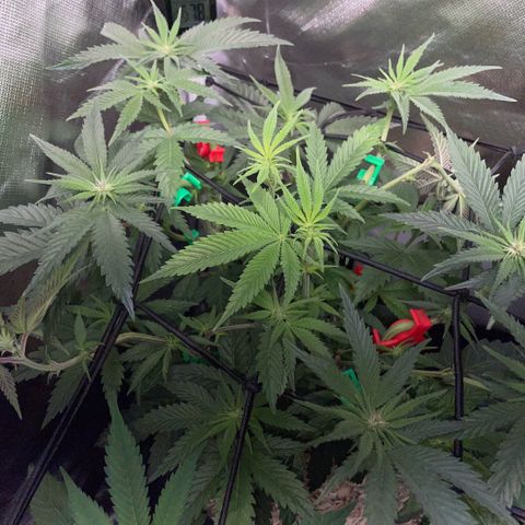 Dante’s Inferno - Mile High Dave by KilliczGe growlog timeline photo