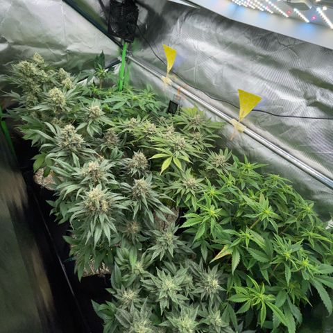 Purple Zkittlez #2 by KilliczGe growlog timeline photo