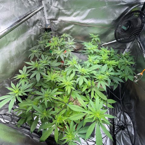 Dante’s Inferno - Mile High Dave by KilliczGe growlog timeline photo