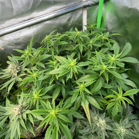 Tangerine Dream Clon #1 by KilliczGe growlog timeline photo