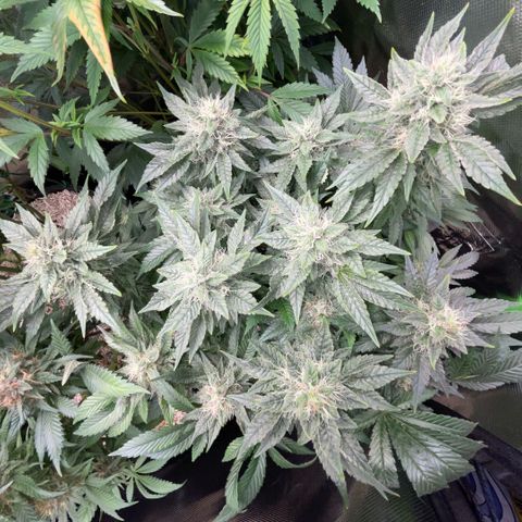 Big Bud by KilliczGe growlog timeline photo