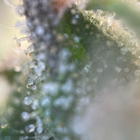 Big Bud by KilliczGe growlog timeline photo