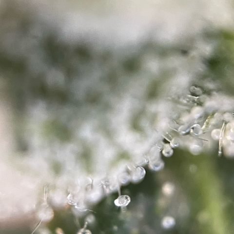 Big Bud by KilliczGe growlog timeline photo