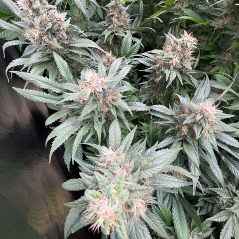 Permanent Marker by KilliczGe growlog timeline photo