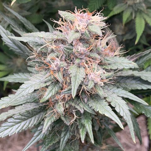 Permanent Marker by KilliczGe growlog timeline photo