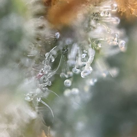 Permanent Marker by KilliczGe growlog timeline photo