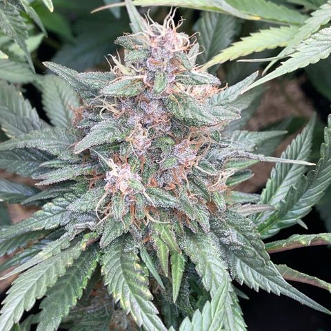 Permanent Marker by KilliczGe growlog timeline photo