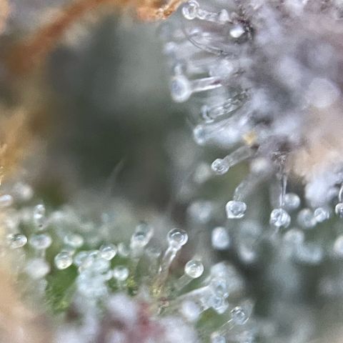 Permanent Marker by KilliczGe growlog timeline photo