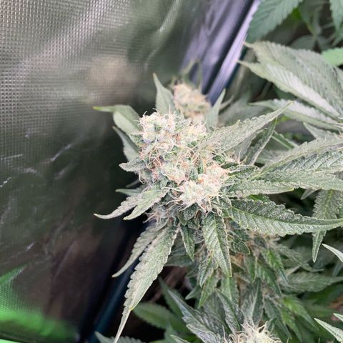 Purple Zkittlez #2 by KilliczGe growlog timeline photo