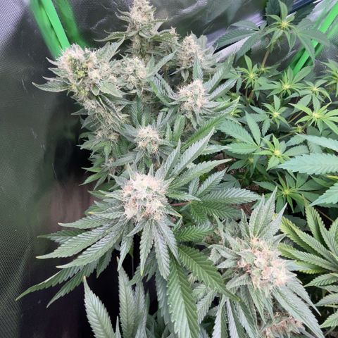 Purple Zkittlez #2 by KilliczGe growlog timeline photo