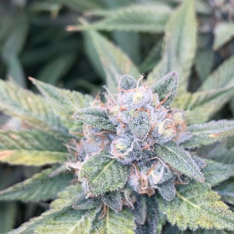 Purple Zkittlez #1 by KilliczGe growlog timeline photo