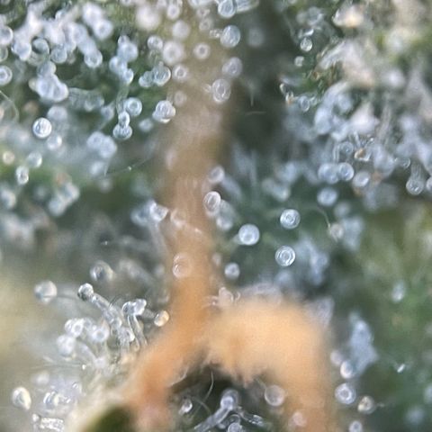 Purple Zkittlez #1 by KilliczGe growlog timeline photo